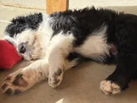 De-Oh-Gi(Dog), a male Old English Sheepdog and Bernedoodle for sale in Sheridan, CA – 2 of 7