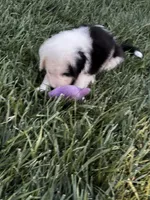 Zena, a female Old English Sheepdog and Bernedoodle for sale in Sheridan, CA – 2 of 9