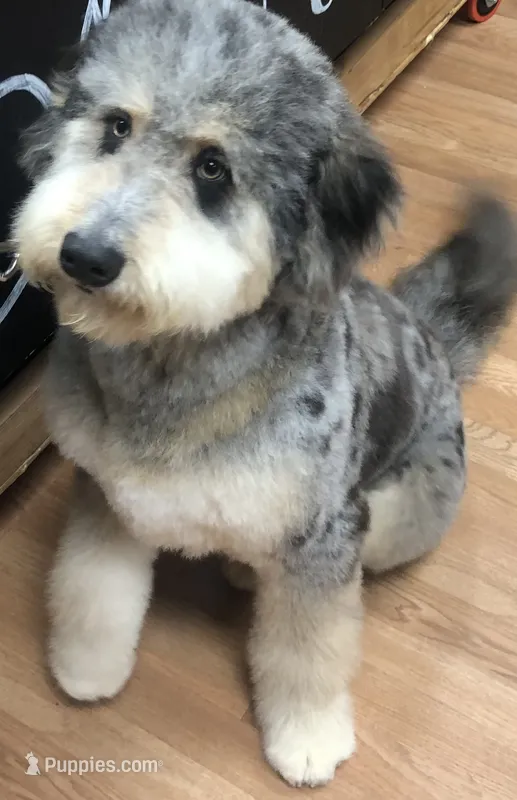 Boomer – Bernedoodle puppy for sale in Sheridan, CA