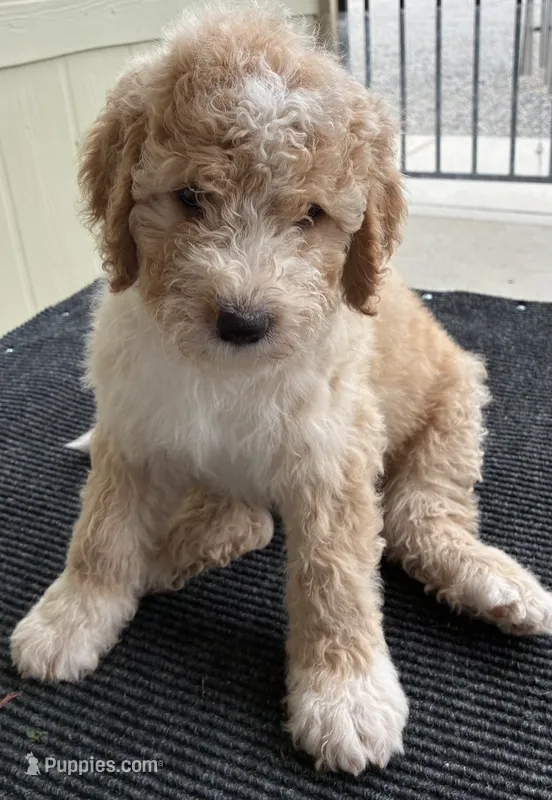 Teddy – Old English Sheepdog, Bernedoodle puppy for sale in Sheridan, CA