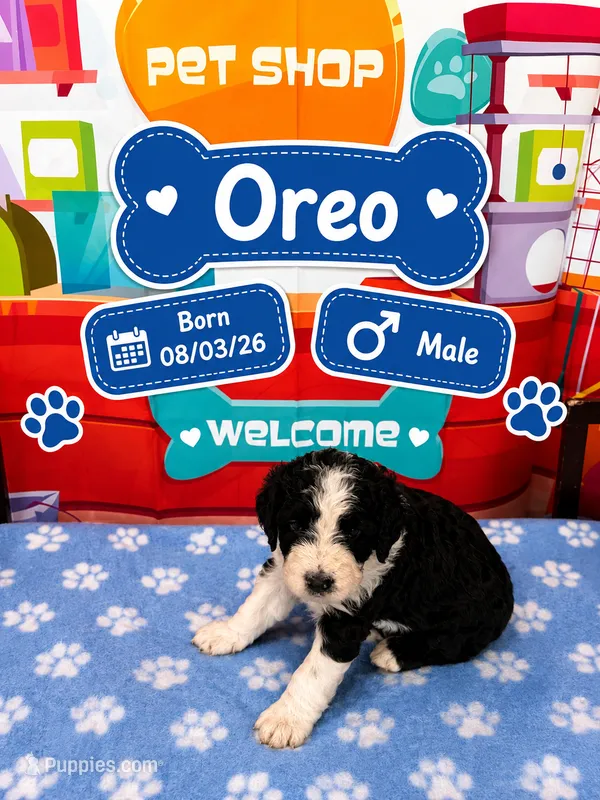 Oreo – Old English Sheepdog, Bernedoodle puppy for sale in Sheridan, CA