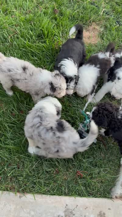 Pearl ( pending), a female Old English Sheepdog and Bernedoodle for sale in Sheridan, CA – 10 of 10