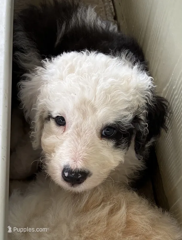 Zena – Old English Sheepdog, Bernedoodle puppy for sale in Sheridan, CA