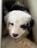 Zena, a female Old English Sheepdog and Bernedoodle for sale in Sheridan, CA – 1 of 9