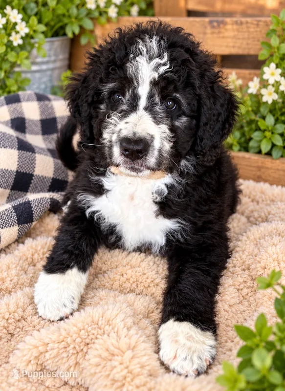 Coal – Old English Sheepdog puppy for sale in Sheridan, CA