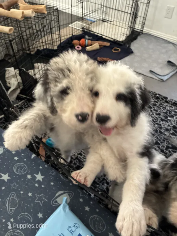 Sandy – Old English Sheepdog, Bernedoodle puppy for sale in Sheridan, CA