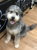 Boomer, a male Bernedoodle for sale in Sheridan, CA – 3 of 4