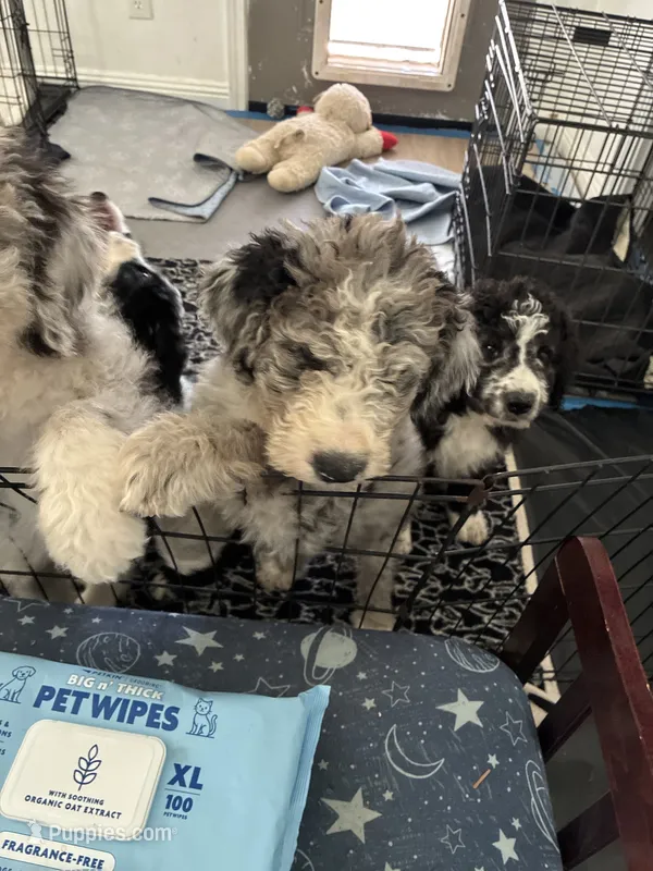 Pebbles – Old English Sheepdog, Bernedoodle puppy for sale in Sheridan, CA