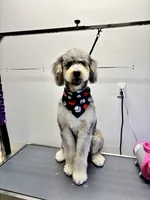 Boomer, a male Bernedoodle for sale in Sheridan, CA – 2 of 4
