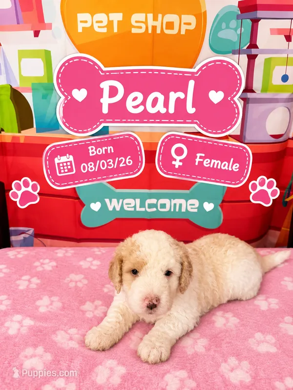 Pearl – Old English Sheepdog, Bernedoodle puppy for sale in Sheridan, CA