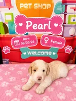Pearl, a female Old English Sheepdog and Bernedoodle for sale in Sheridan, CA – 1 of 2