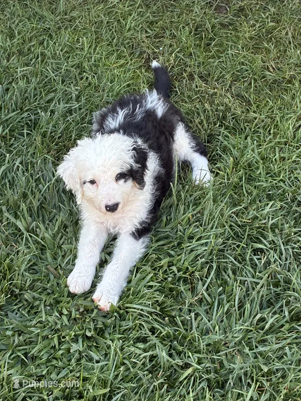 Zena – Old English Sheepdog, Bernedoodle puppy for sale in Sheridan, CA