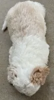 Pearl ( pending), a female Old English Sheepdog and Bernedoodle for sale in Sheridan, CA – 4 of 10