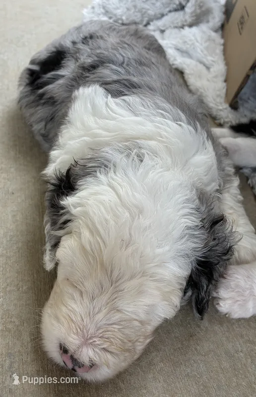 Finn – Old English Sheepdog, Bernedoodle puppy for sale in Sheridan, CA