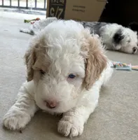 Pearl ( pending), a female Old English Sheepdog and Bernedoodle for sale in Sheridan, CA – 3 of 10