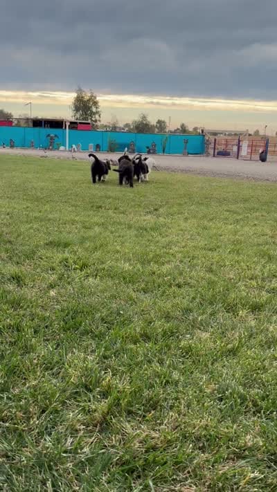 Coal, a male Old English Sheepdog for sale in Sheridan, CA – 6 of 8