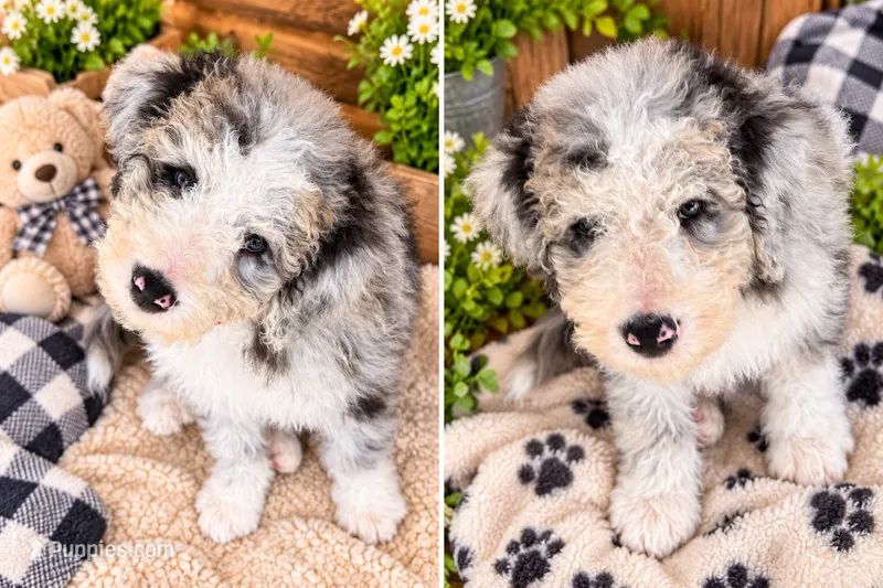 Sandy – Old English Sheepdog, Bernedoodle puppy for sale in Sheridan, CA