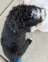 Coal, a male Old English Sheepdog for sale in Sheridan, CA – 5 of 8