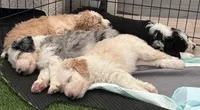 Pearl ( pending), a female Old English Sheepdog and Bernedoodle for sale in Sheridan, CA – 6 of 10