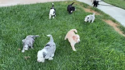 De-Oh-Gi(Dog), a male Old English Sheepdog and Bernedoodle for sale in Sheridan, CA – 7 of 7
