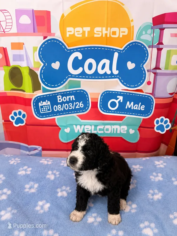 Coal – Old English Sheepdog puppy for sale in Sheridan, CA