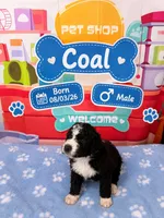 Coal, a male Old English Sheepdog for sale in Sheridan, CA – 1 of 2