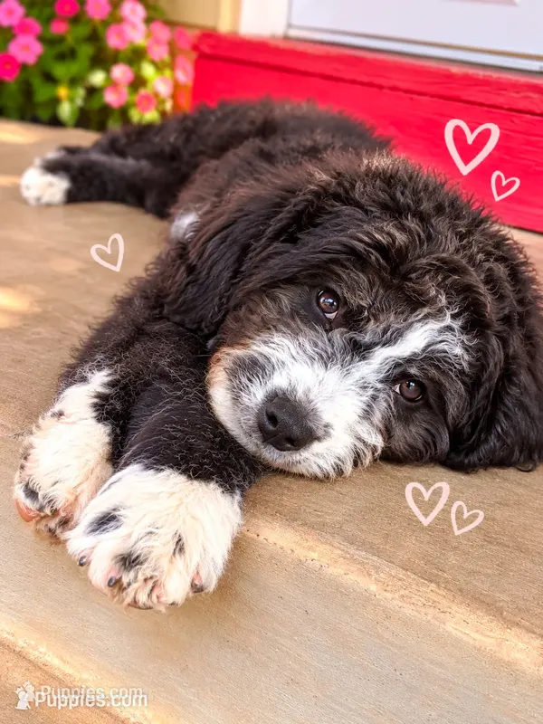 Coal – Old English Sheepdog, Bernedoodle puppy for sale in Sheridan, CA