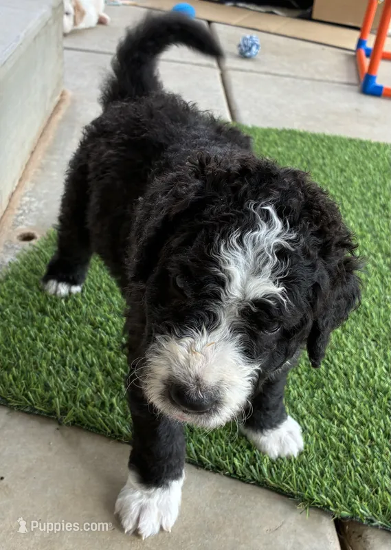 Coal – Old English Sheepdog puppy for sale in Sheridan, CA