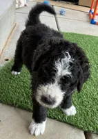 Coal, a male Old English Sheepdog for sale in Sheridan, CA – 3 of 8