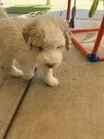 Pearl ( pending), a female Old English Sheepdog and Bernedoodle for sale in Sheridan, CA – 5 of 10