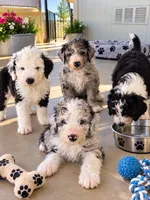 De-Oh-Gi(Dog), a male Old English Sheepdog and Bernedoodle for sale in Sheridan, CA – 1 of 7
