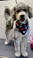 De-Oh-Gi(Dog), a male Old English Sheepdog and Bernedoodle for sale in Sheridan, CA – 5 of 7