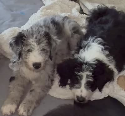 Pebbles, a female Old English Sheepdog and Bernedoodle for sale in Sheridan, CA – 8 of 8