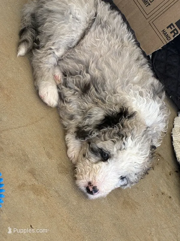 Sandy – Old English Sheepdog, Bernedoodle puppy for sale in Sheridan, CA