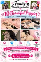 Zena, a female Old English Sheepdog and Bernedoodle for sale in Sheridan, CA – 7 of 9