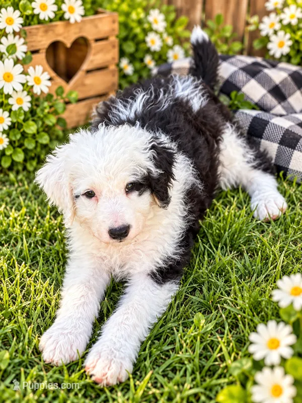 Zena – Old English Sheepdog, Bernedoodle puppy for sale in Sheridan, CA