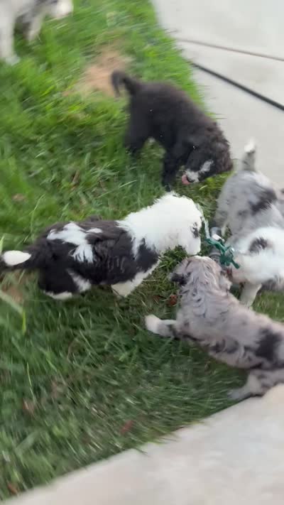 Zena, a female Old English Sheepdog and Bernedoodle for sale in Sheridan, CA – 9 of 9