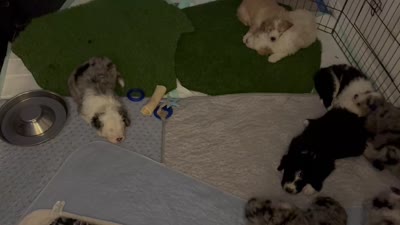 Pearl ( pending), a female Old English Sheepdog and Bernedoodle for sale in Sheridan, CA – 9 of 10