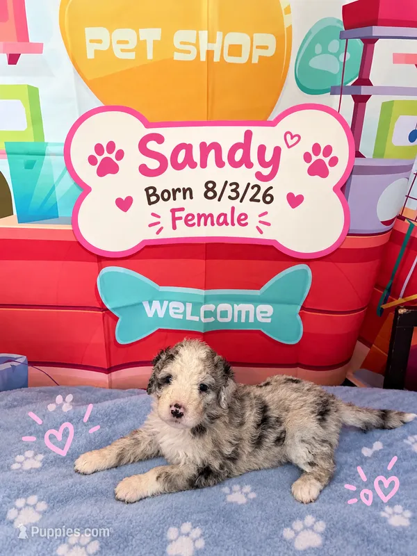 Sandy – Old English Sheepdog, Bernedoodle puppy for sale in Sheridan, CA