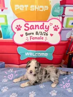 Sandy, a female Old English Sheepdog and Bernedoodle for sale in Sheridan, CA – 1 of 2