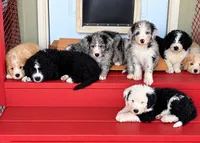 De-Oh-Gi(Dog), a male Old English Sheepdog and Bernedoodle for sale in Sheridan, CA – 3 of 7