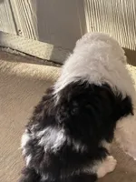 Zena, a female Old English Sheepdog and Bernedoodle for sale in Sheridan, CA – 4 of 9