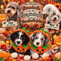 Coal, a male Old English Sheepdog and Bernedoodle for sale in Sheridan, CA – 8 of 9