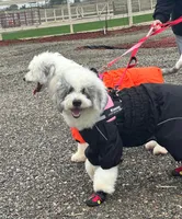 Zena, a female Old English Sheepdog and Bernedoodle for sale in Sheridan, CA – 5 of 9