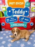 Teddy, a male Old English Sheepdog and Bernedoodle for sale in Sheridan, CA – 1 of 2