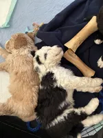 Pearl ( pending), a female Old English Sheepdog and Bernedoodle for sale in Sheridan, CA – 7 of 10