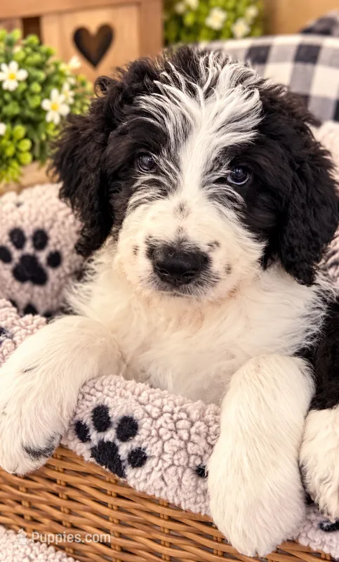 De-Oh-Gi(Dog) – Old English Sheepdog, Bernedoodle puppy for sale in Sheridan, CA