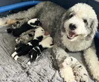 Pebbles, a female Old English Sheepdog and Bernedoodle for sale in Sheridan, CA – 6 of 8