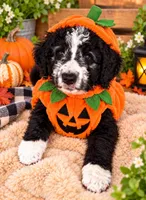 Coal, a male Old English Sheepdog for sale in Sheridan, CA – 1 of 8