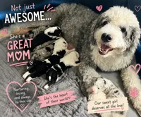 De-Oh-Gi(Dog), a male Old English Sheepdog and Bernedoodle for sale in Sheridan, CA – 6 of 7
